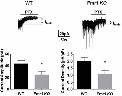 Neuroactive Steroids Reverse Tonic Inhibitory Deficits in Fragile X Syndrome Mouse Model